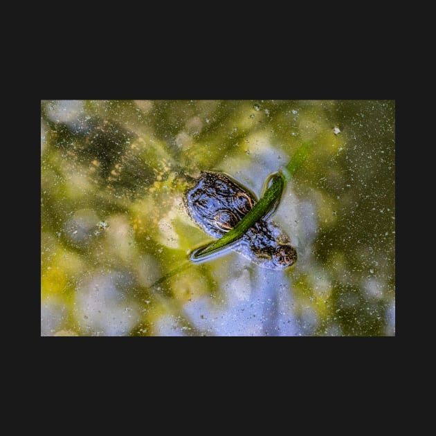 Wild Baby Alligator by KensLensDesigns