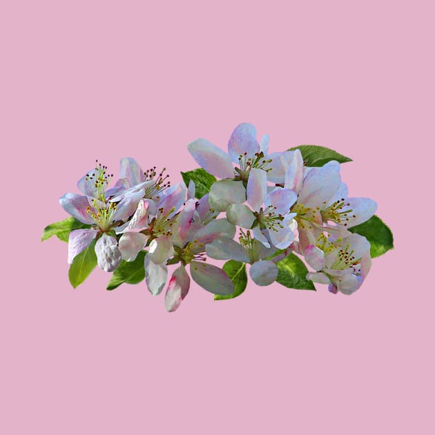 Apple Blossoms by SusanSavad