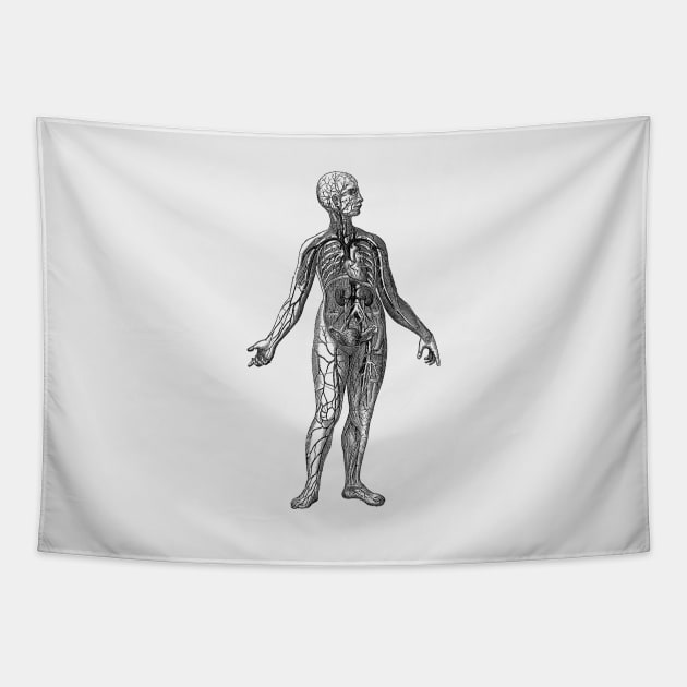 Human Vascular System Diagram Tapestry by Vintage Anatomy Prints