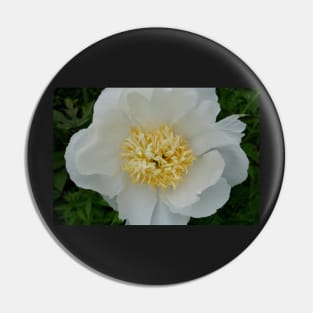 Precious White Peony Pin