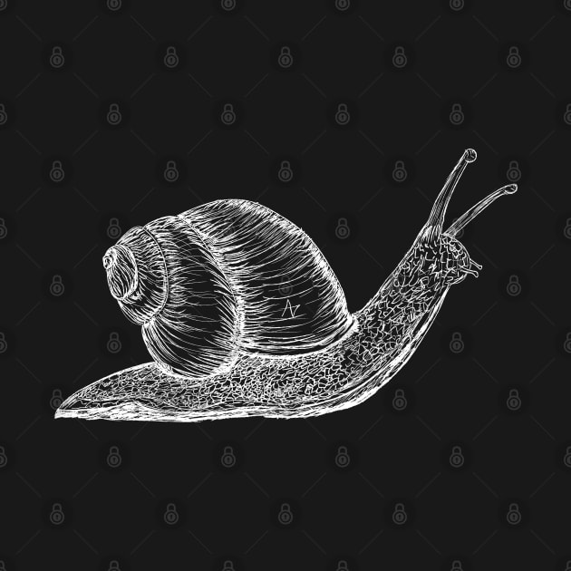 white snail by Alberto Garcia