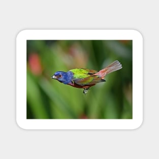 Painted Bunting Bird in Flight Magnet