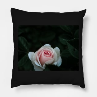 Macro Rose - pink Pillow