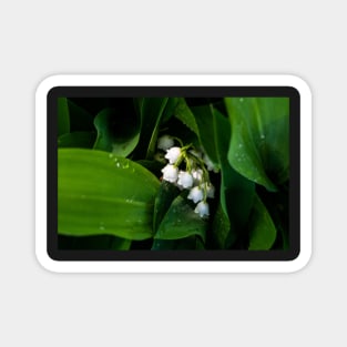 Lily of the valley after the rain Magnet