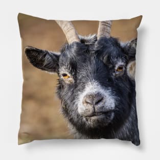 Goat milk? cute and funny goat photograph Pillow