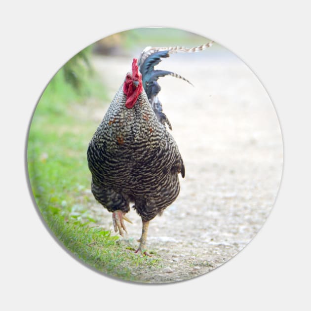 Plymouth rock rooster Pin by Drgnfly4free