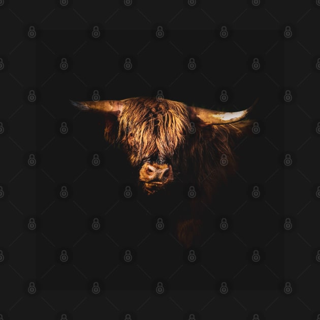 Highland Coo by ThistleRosep