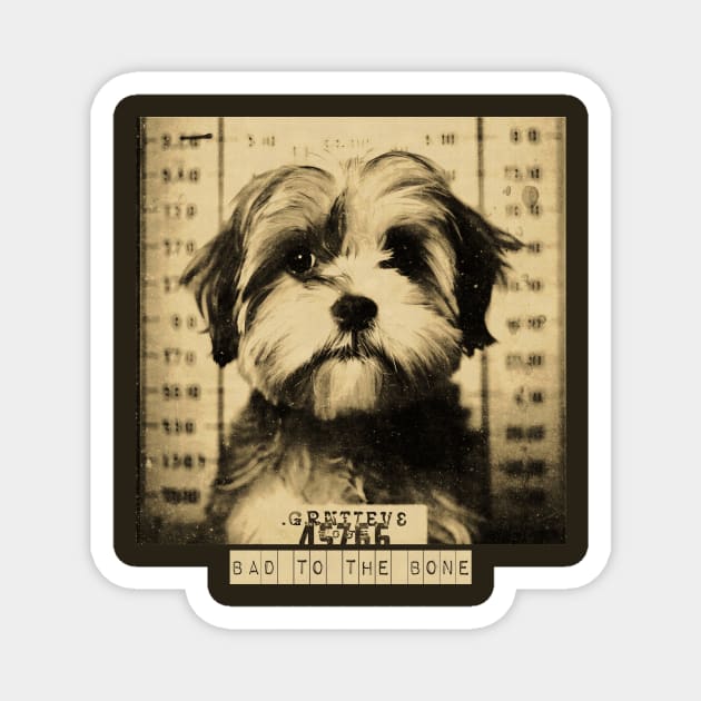 Bad to the Bone: A Mugshot of a Criminal Shih Poo Dog" Magnet by Quick Beach