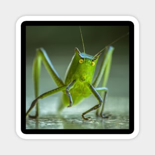 Grasshopper. Magnet