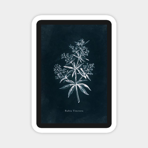 Cyanotype - Rubia Tinctora Magnet by PixelHunter