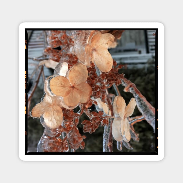 Winter Flowers Magnet by Raul Baeza