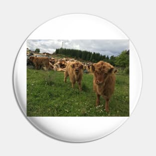 Scottish Highland Cattle Calves 1448 Pin