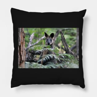 Swamp Wallaby amongst Ferns Pillow
