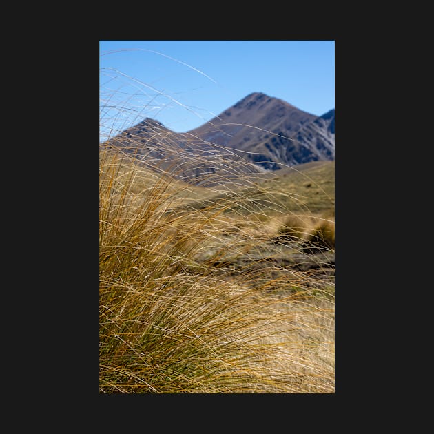 Golden tussock. by sma1050