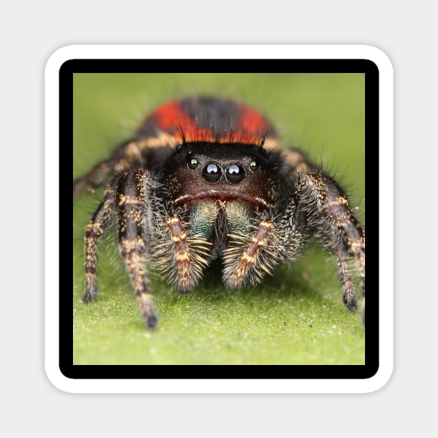 Female Jumping Spider Magnet by Rosettemusicandguitar