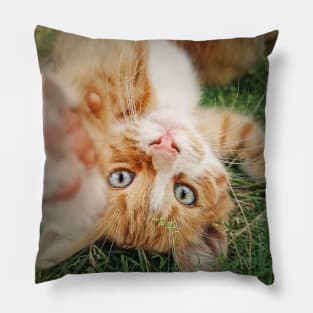 orange kitten lying upside down Pillow