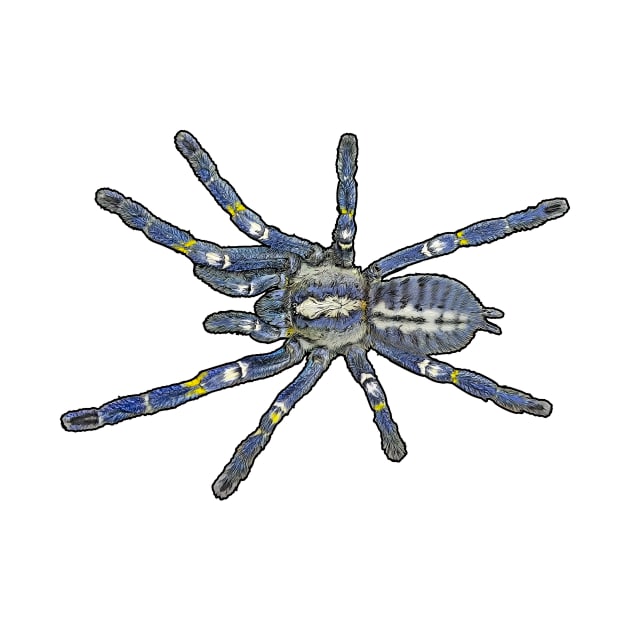 Poecilotheria metallica by AikasHeaven