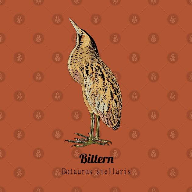 Bittern by Frajtgorski