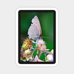 Ringlet Butterfly Magnet