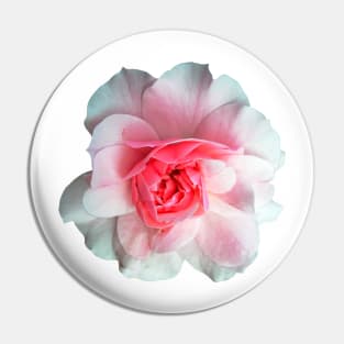 Roses, flowers, near me Pin