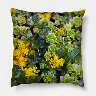 Stonecrops in Spring Pillow