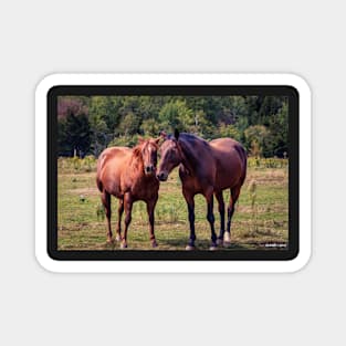 Horses on Pereau Rd Magnet