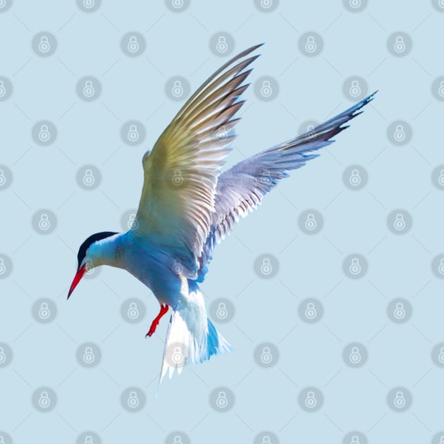 Hovering Tern by dalyndigaital2@gmail.com