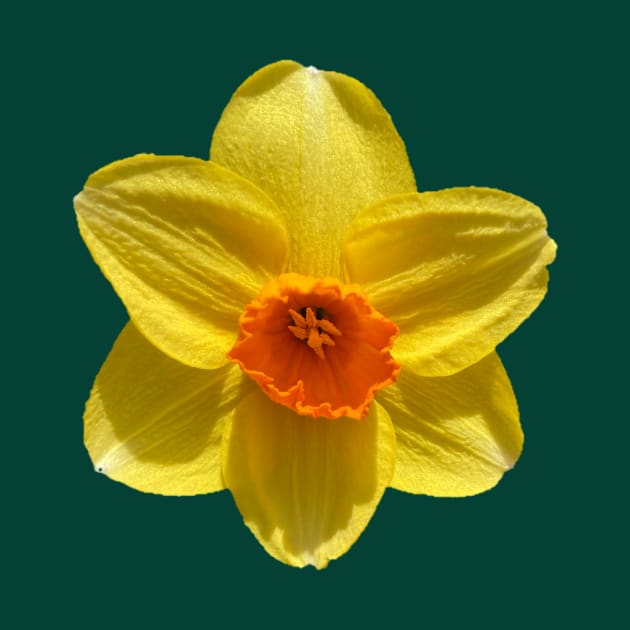 Daffodil by Amanda1775