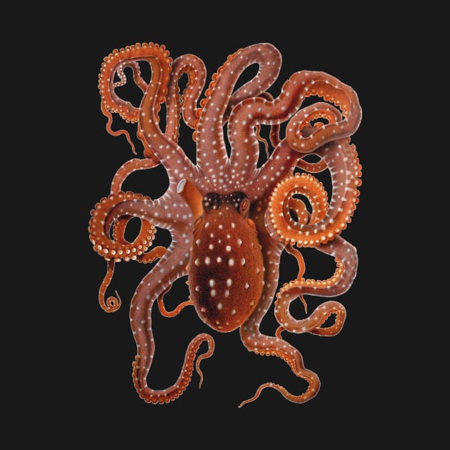 Vintage Octopus Macropus by Giacomo Merculiano by MasterpieceCafe