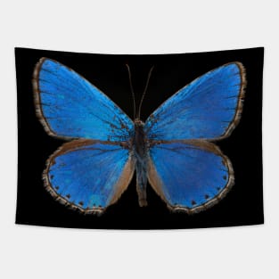 Real Butterfly Blue Tapestry