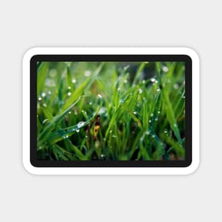 Dew Drop Grass Magnet