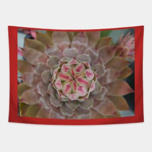 Sempervivum Bird Eye Arial View Tapestry