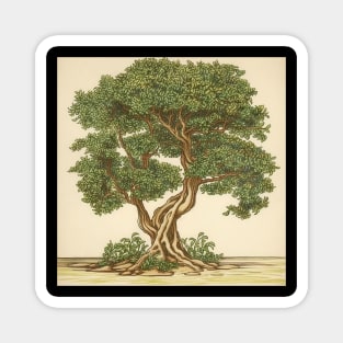 Boxwood tree drawing Magnet