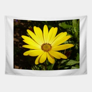 Osteospermum Tapestry