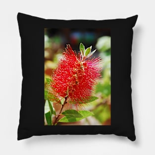 Bottlebrush Flower Pillow