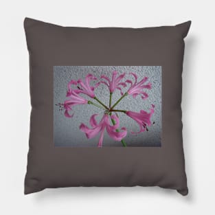 6 x Glockenblume in rosa - Pillow