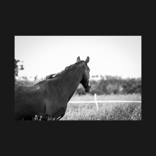 Horse naturally in the pasture T-Shirt