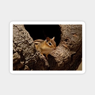 Chipmunk Magnet