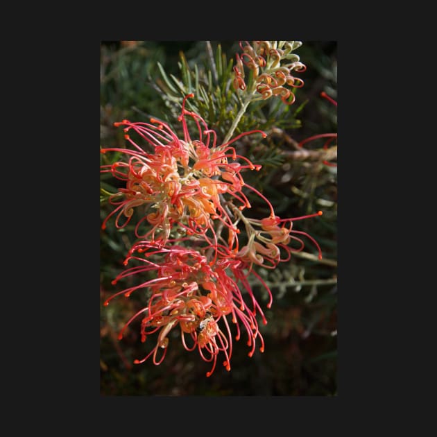 Grevillea - by Avril Thomas by MagpieSprings