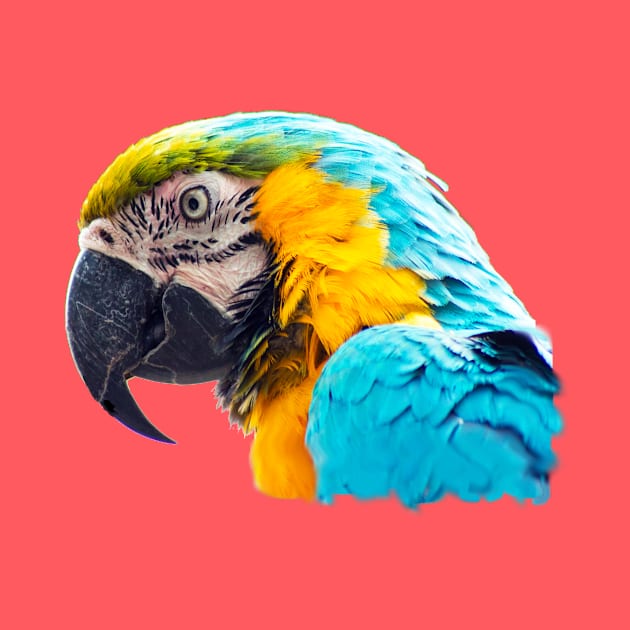 Macaw portrait by MarionsArt