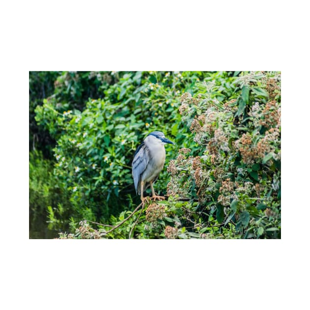 Black-crowned night heron of Honolulu 2 by KensLensDesigns