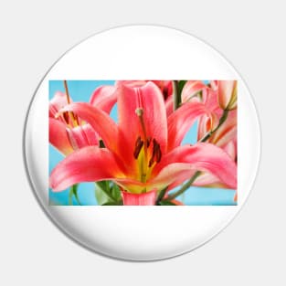 Lilium  'Satisfaction'  Lily  Orienpet Hybrid Pin