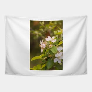 ebs apricot blossoms Tapestry