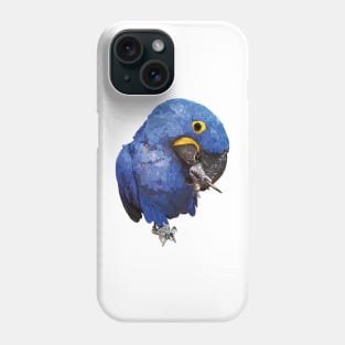 Hyacinth macaw Phone Case