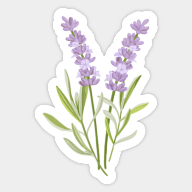 Lavender Drawing Merchandise Lavender Sticker Teepublic