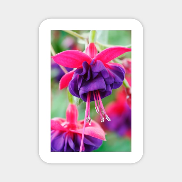 Fuchsia  'Dark Eyes'  AGM Magnet by chrisburrows