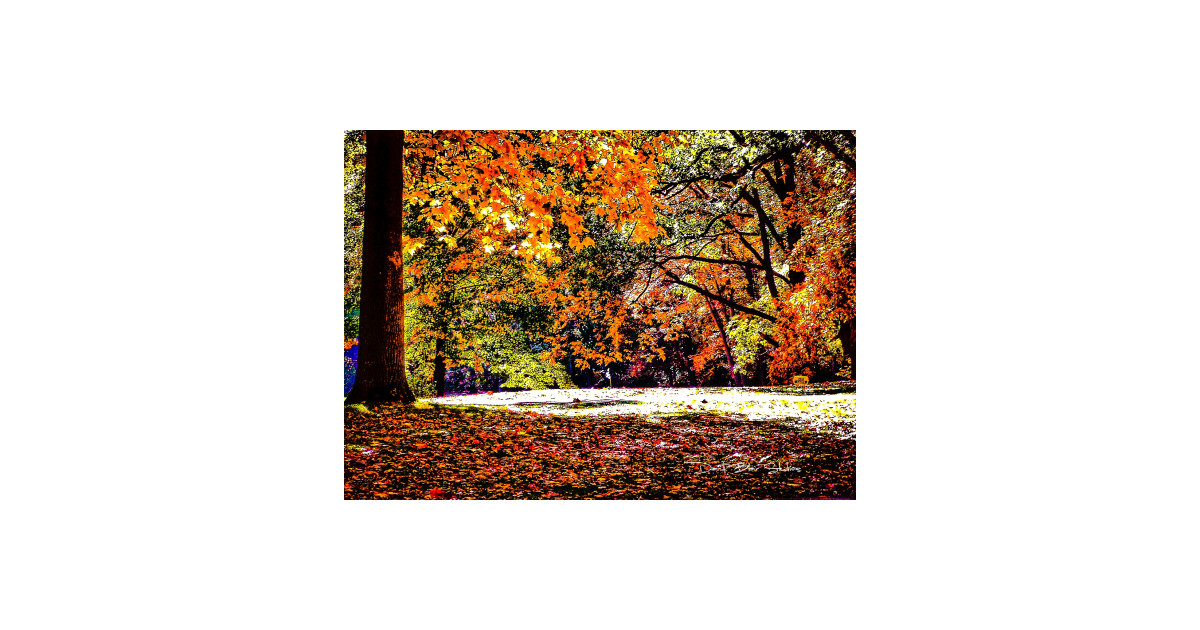 trees-in-the-fall-graphic-2-trees-in-the-fall-graphic-2-t-shirt