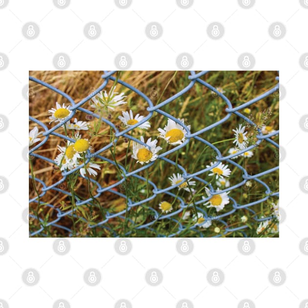 Imprisoned Daisies by Rosey Elisabeth