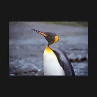 King Penguin Portrait T-Shirt