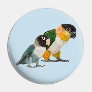 Caique and Agapornis Pin